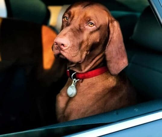 cadeirinha-cachorro-carro