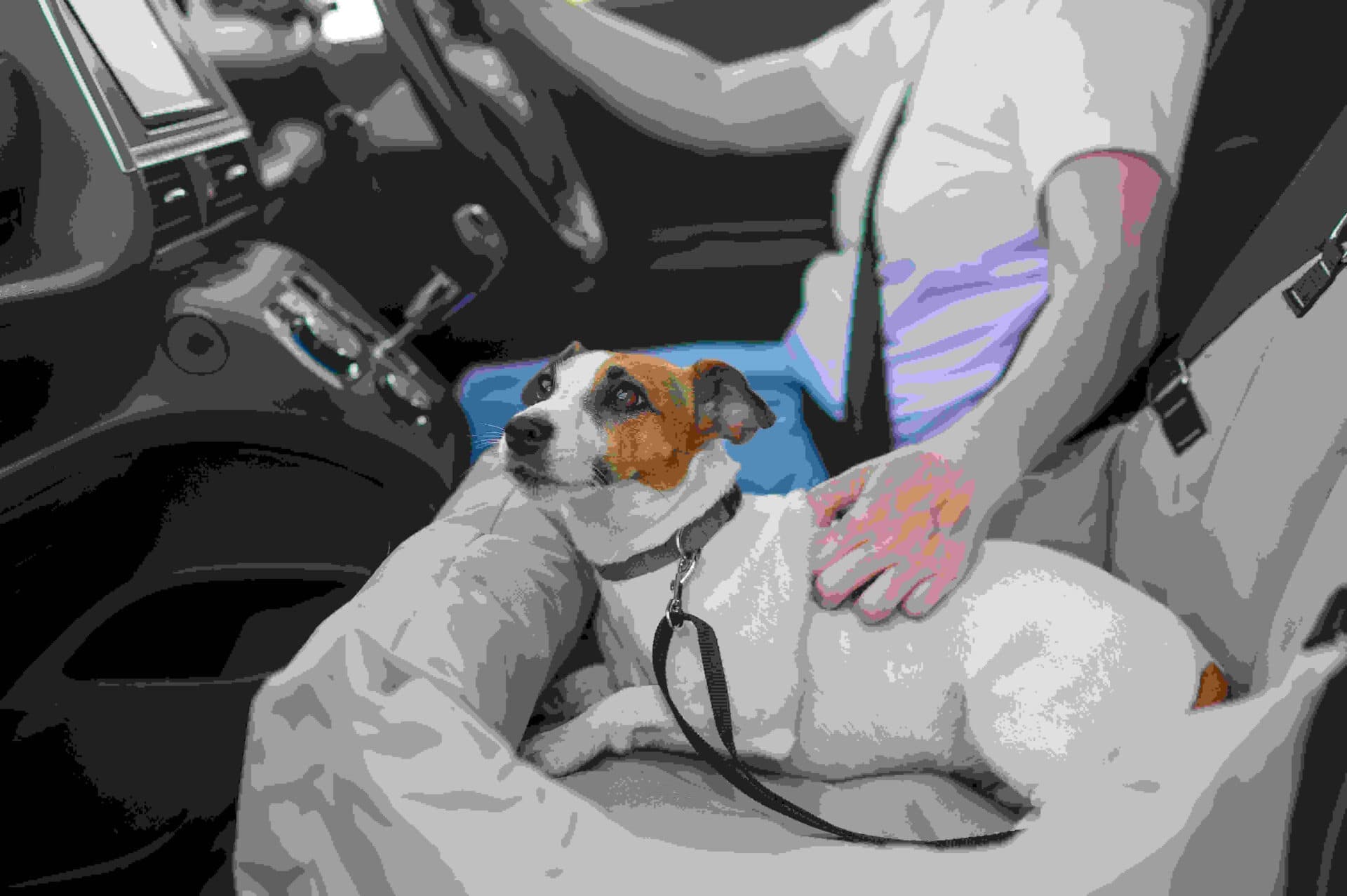 Cadeirinha de carro para cachorro: tudo que você precisa saber